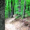 Sweet downhill section on the South Loop (When riding clockwise).