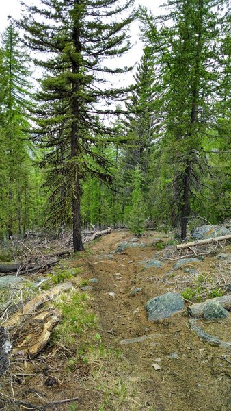 Bear Mountain Trail - #442