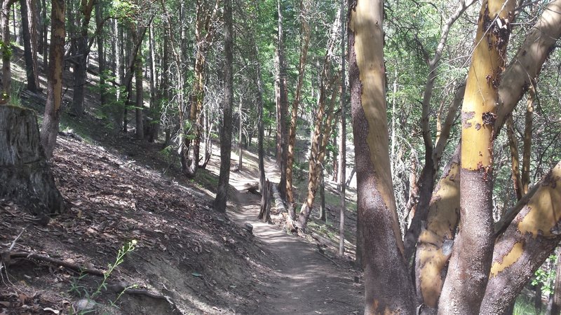 Caterpillar Trail