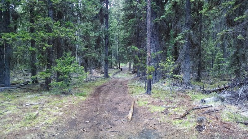 Forest Road #4230