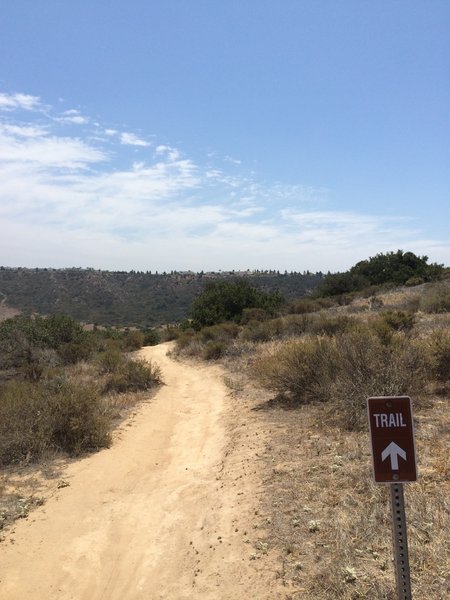 This trail narrows to singletrack then a huge drop for some fast downhill. Be careful!
