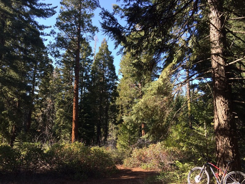 Four Corners is a great spot to hear the 'roar' of the forest.