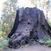 Imagine finding a tree so large that it dwarfed the tallest building known at the time. Before it became the Chicago Stump, the General Noble Tree was the largest tree ever cut. It would have taken about 18 men with arms outstretched to complete a tree hug.
