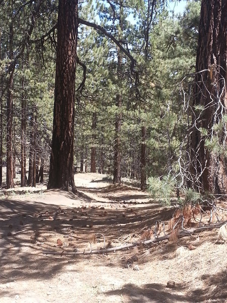 Mount Pinos Loop