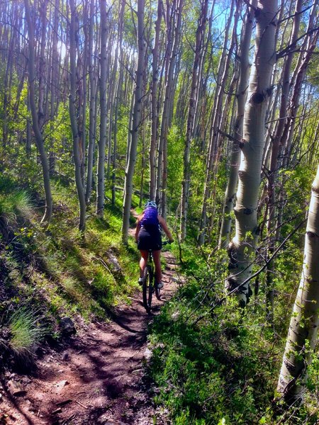 Flowy singletrack Clearance