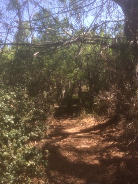 SR 56 Bike Trail