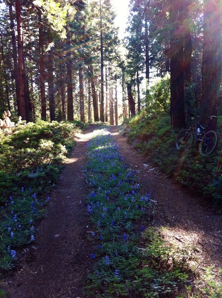 Late June to mid-July are usually the best days for wildflowers on the trail.