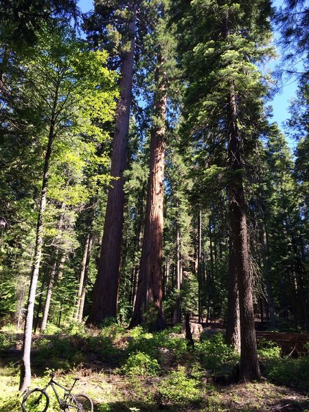 Twin Sequoias I refer to as The Brothers.