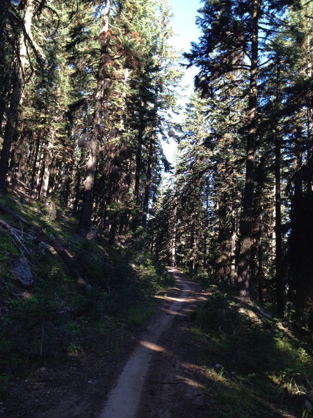 Mt. Ashland Fire Road