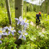 Pedaling past beautiful columbines on Spring Creek.