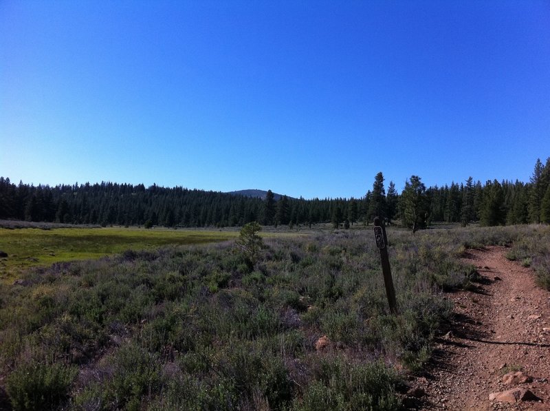 One of several alpine meadows you'll cruise through on your Emigrant Trail experience.