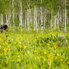 Pedaling out of the aspens and into the wildflowers on Coulton Creek trail.