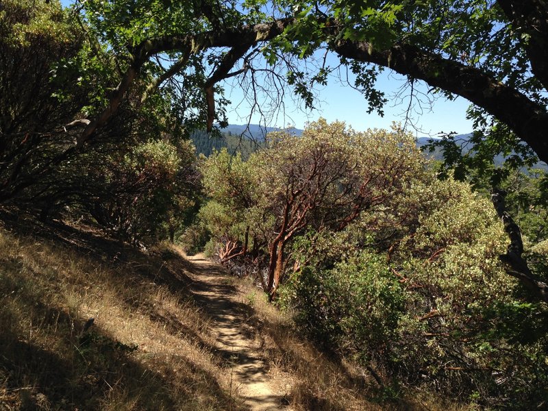 Tunnel Ridge Trail