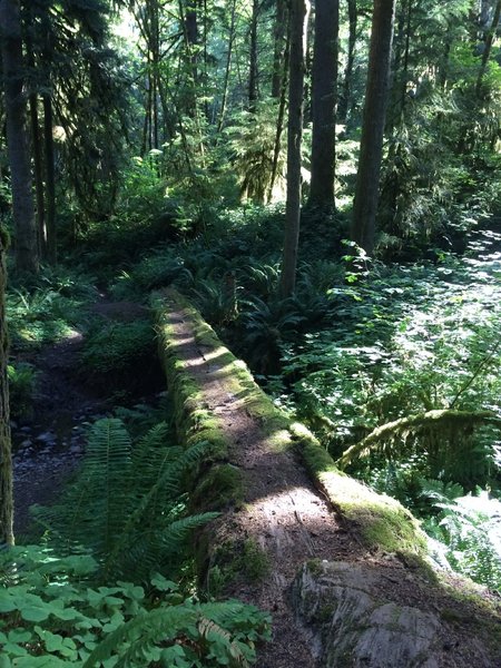 South Willamette #3465