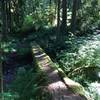 Log ride