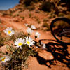 Spring wildflower on the Sovereign Trail