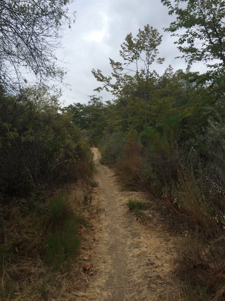 Torrey Pines Loop Trail