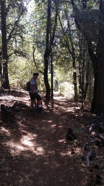 Boggs Forest Intermediate Loop