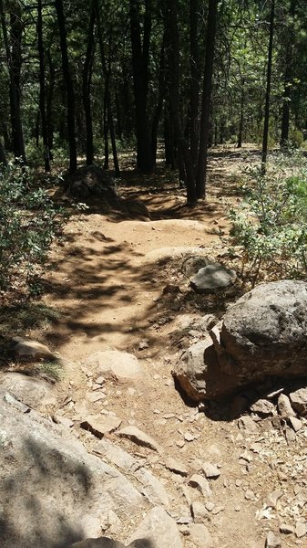 Gail's Trail