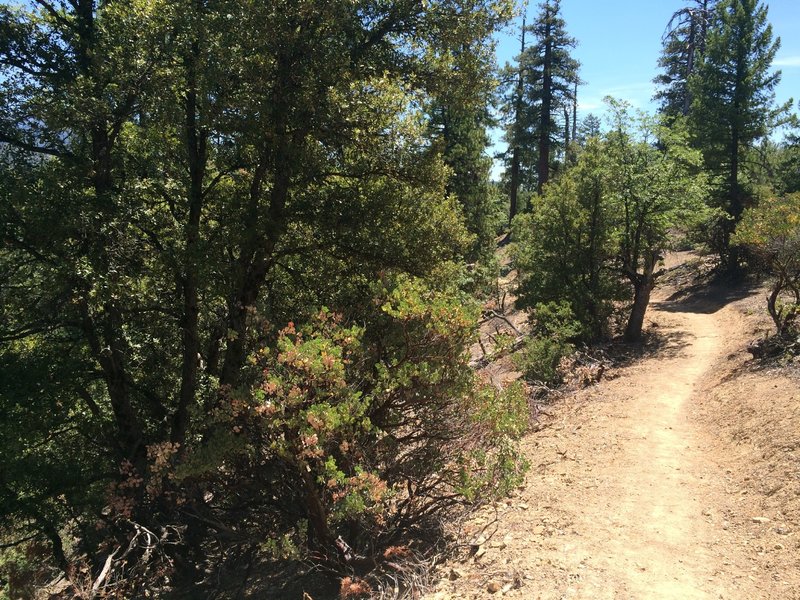Ponderosa pine, manzanita, and oak is the main type of vegetation cover.  Pretty thin, so it doesn't provide a lot of shade in the middle of the summer!