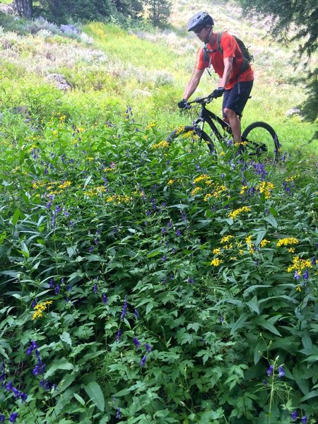 Abundant wildflowers on Titus Lake