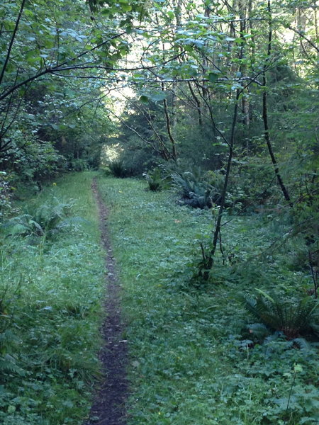 Cummins Creek Trail