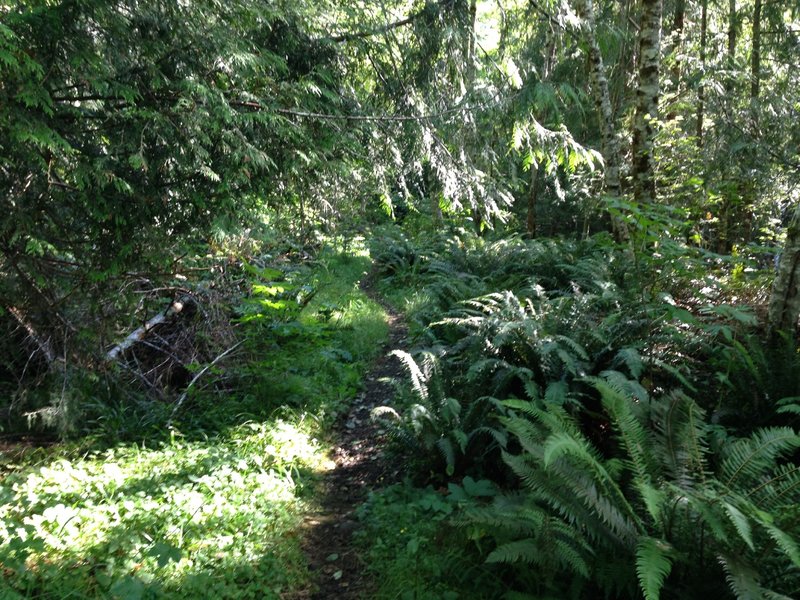 Trail gets narrower before the steep climb