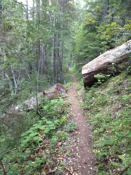 Cook and Green Trail