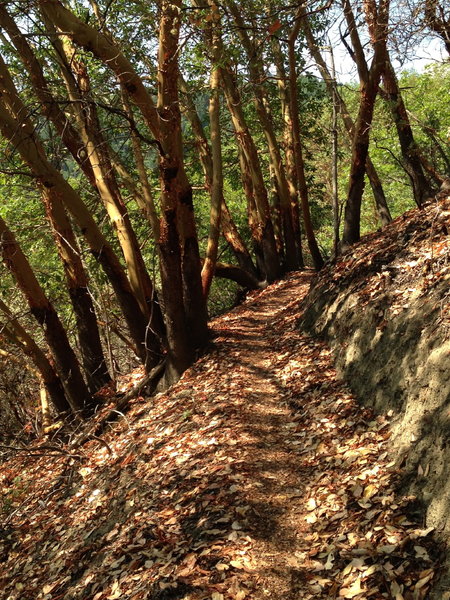 Stellar singletrack through the madrones on Canyon Vista
