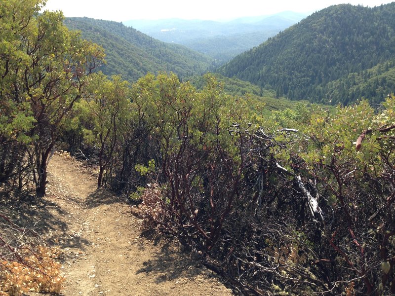 Halls of Manzanita