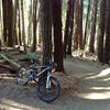 Lots of fun banked curves in the eponymous redwoods.