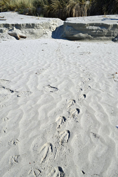 There aren't too many places where you'll encounter penguin tracks (or penguins!) while on a ride!