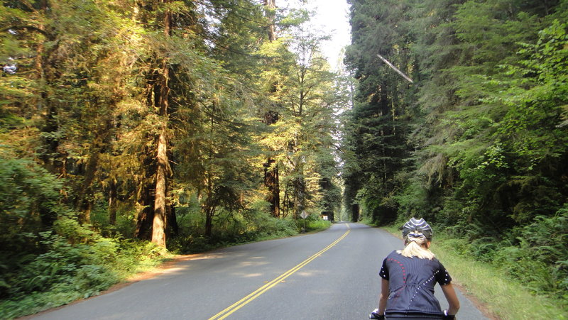 Usually little traffic on this paved road segment with beautiful Redwood trees left and right.