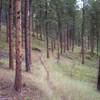 Reuter Trail