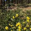 Wildflowers abound along the flowing, smooth singletrack of Turkey Springs.