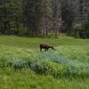 A moose enjoying herself