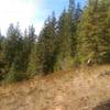 Meadow!  Trail 257C