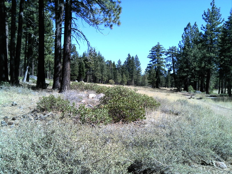 Not far from the parking area, on Antone Meadows Loop