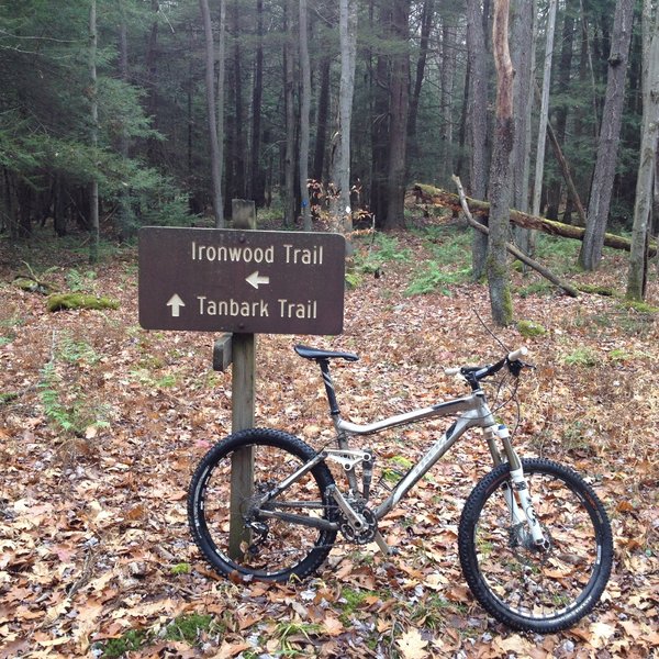 tanbark trail allegheny national forest