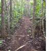 This is the typical type of terrain on Corozal MTB Trail. Dirt with some roots.