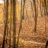 Fall colors at Chicopee Woods