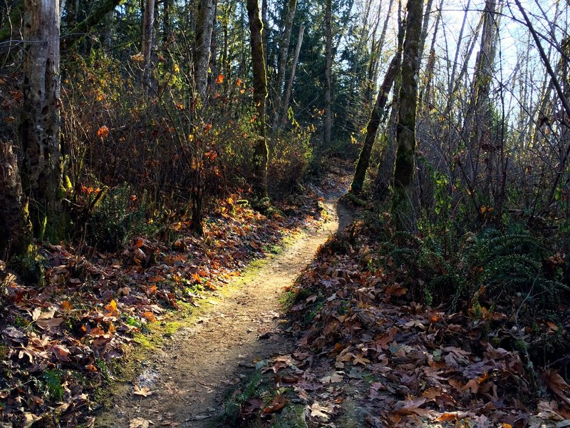 Cedar Waters Trail