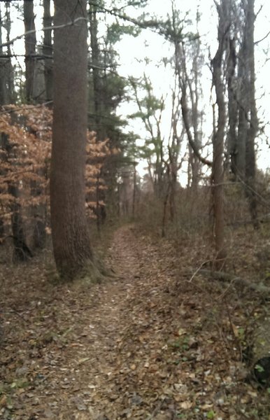 Flat section at top of yellow trail. Trail turns left ahead into fun downhill back down to river.