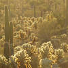 Cacti, resplendent in the sunset on Gates Pass Trail.