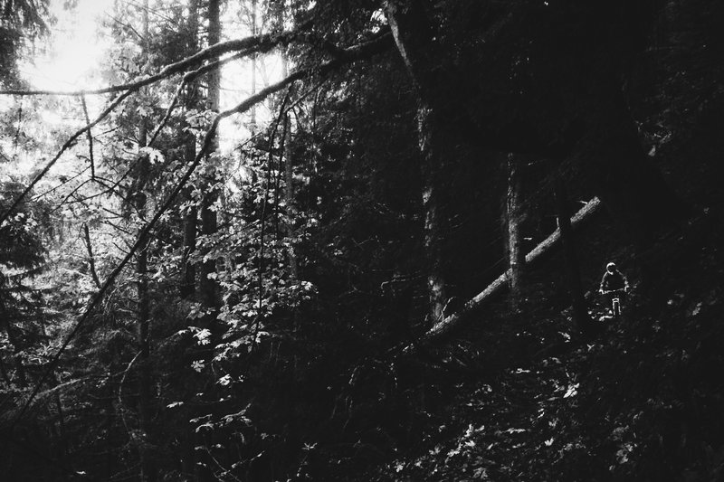 Lower Salal Trail