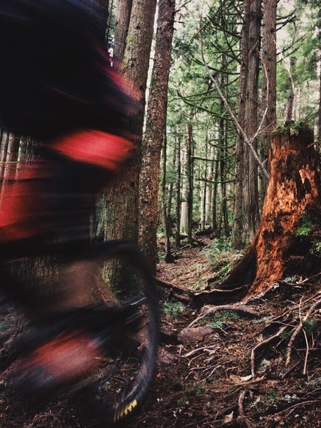 Just a small taste of the roots on Lower Salal Trail.