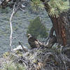 A Golden Eagle nest