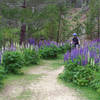 Lovely lupine and easy riding along the Mount Ida Water Race.