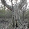 150 year old swamp oak along the trail