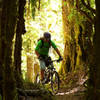 Riding through the bush on the grade 5 Te Iringa mountain bike trail